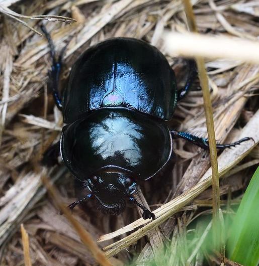 Dor beetle