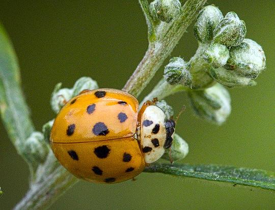 Harlequin ladybird