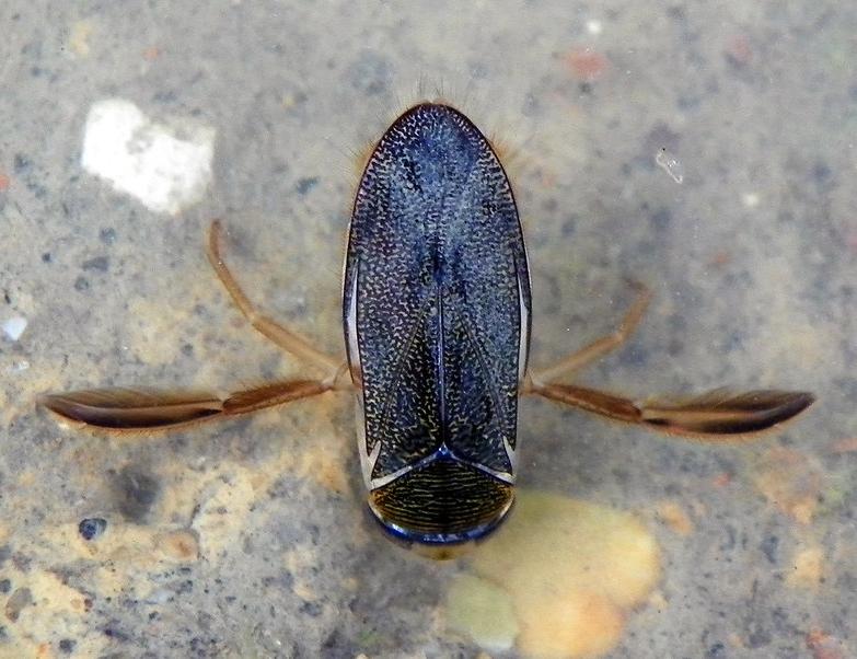 Water boatman