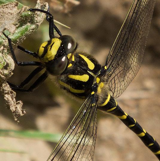 Golden-ringed dragonfly