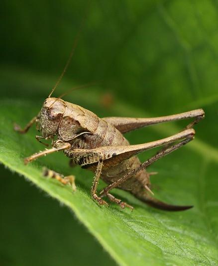 Dark bush-cricket