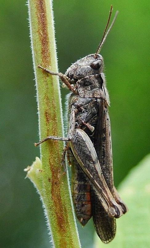 Common field grasshopper