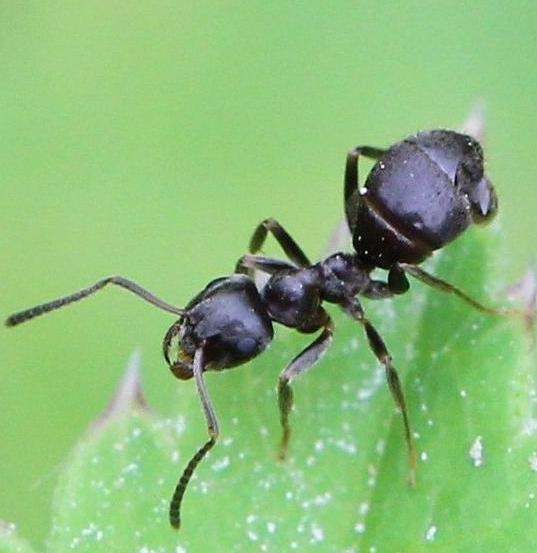 Black garden ant
