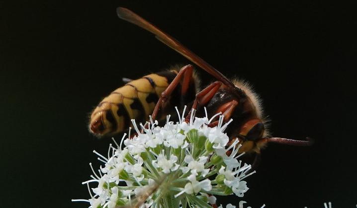 European hornet