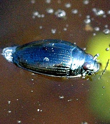 Whirligig beetle