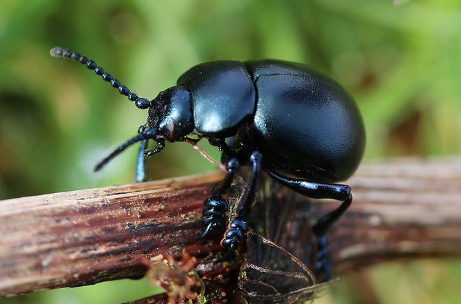 Bloody-nosed beetle