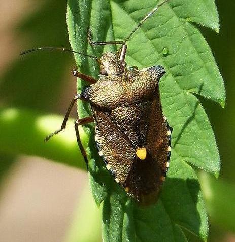 Forest bug