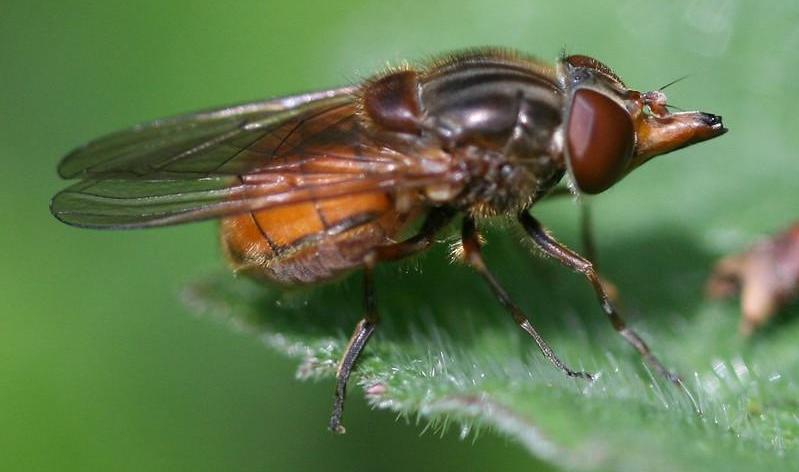 Black-rimmed snout hoverfly
