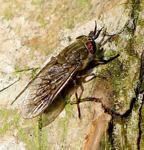 Notch-horned cleg fly