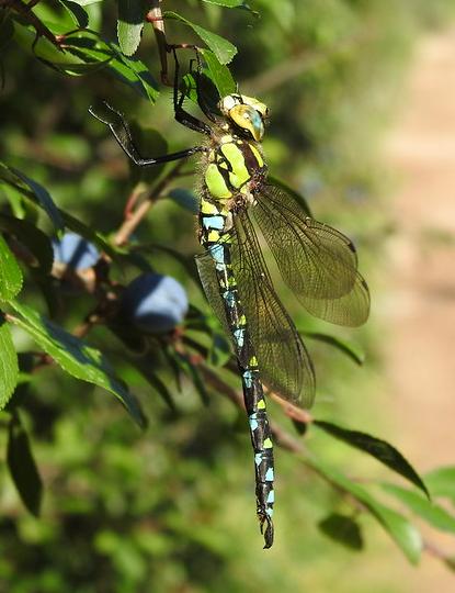 Southern hawker
