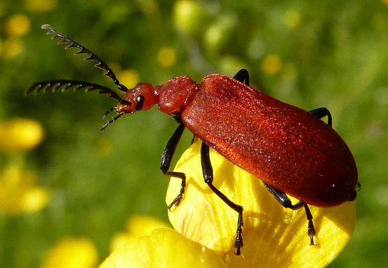 Red-headed cardinal beetle
