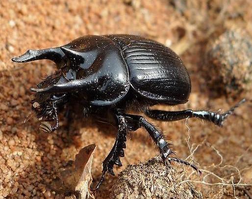 Minotaur beetle