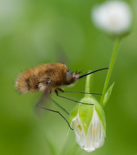 Dark-edged bee-fly
