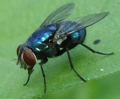 Bluebottle