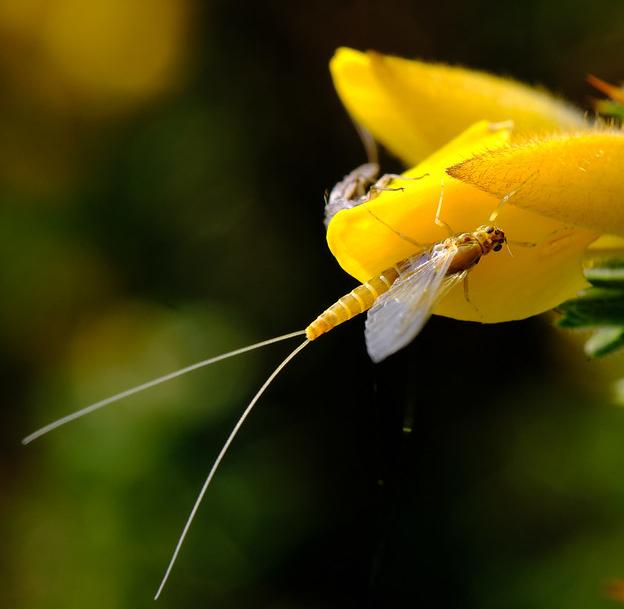 Common mayfly