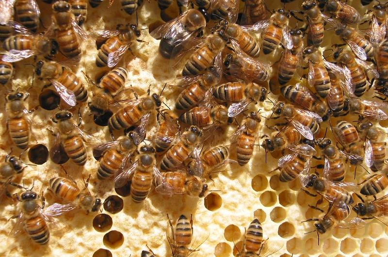 Worker honey bees inside their nest
