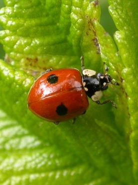 2-spot ladybird