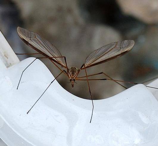 Daddy longlegs