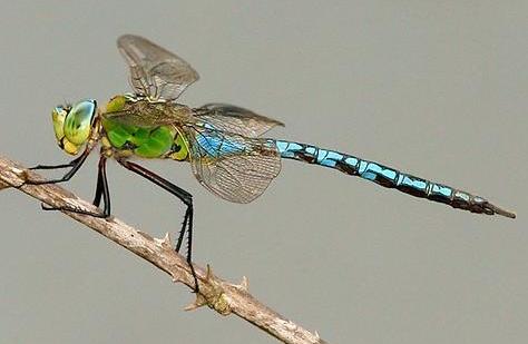 Male emperor dragonfly
