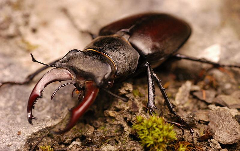 A male European stag beetle