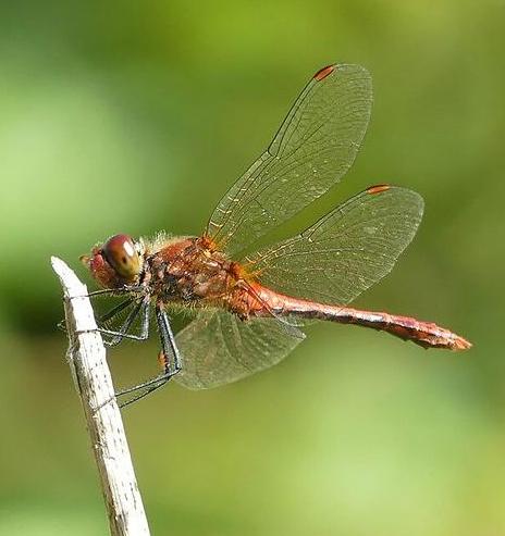 Common darter