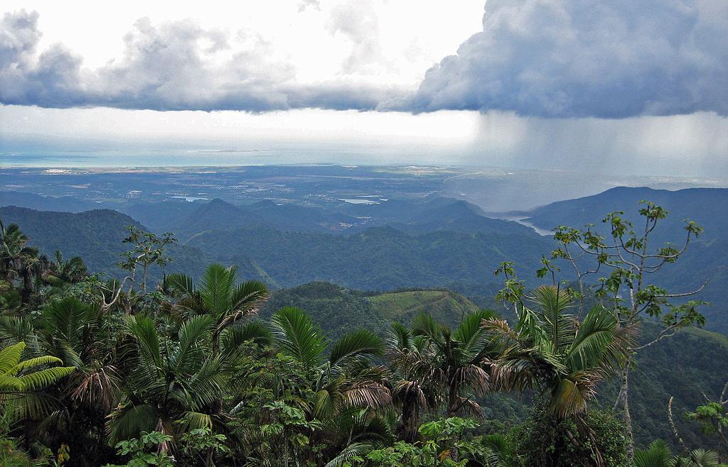 Puerto Rico's montane tropical rainforest