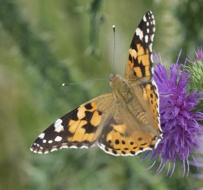 Painted lady