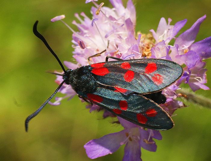 Six-spot burnet