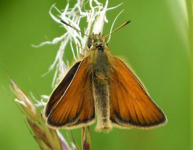 Essex skipper