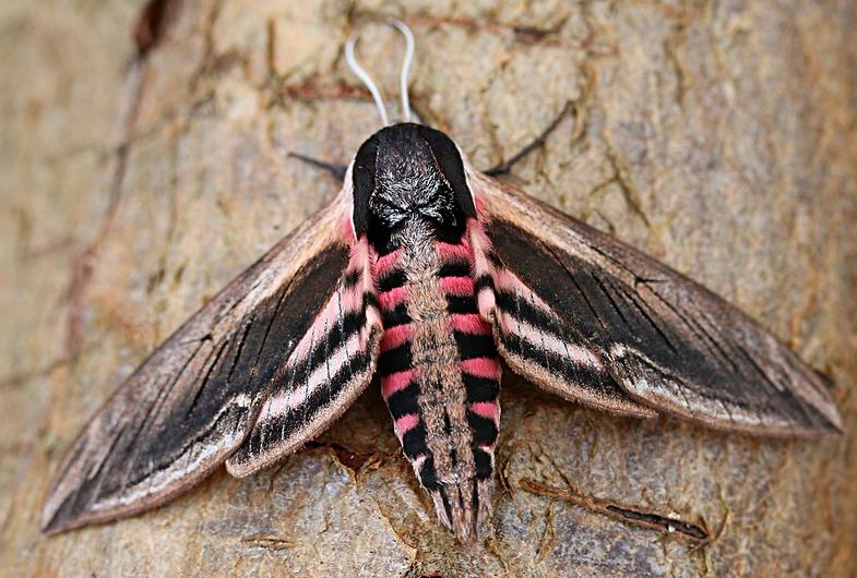 Privet hawkmoth