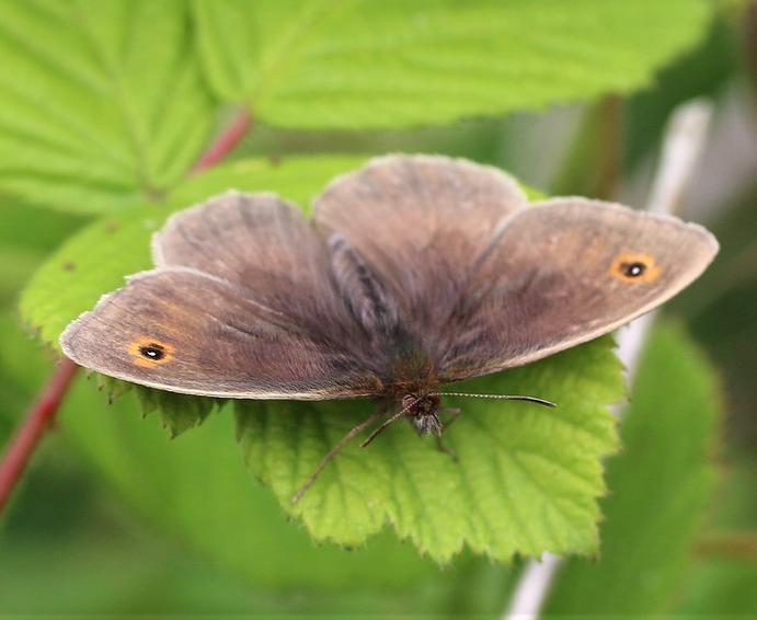 Meadow brown butterfly