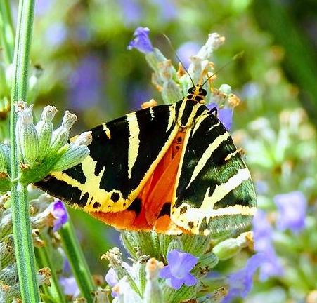 Jersey tiger moth