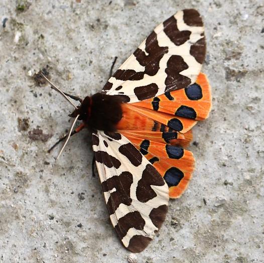 Garden tiger moth