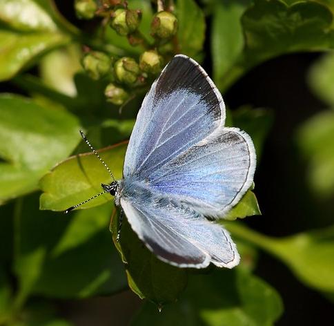 A female holly blue