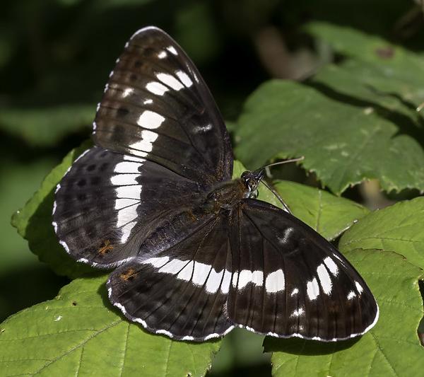 White admiral