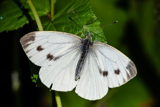 A female large white