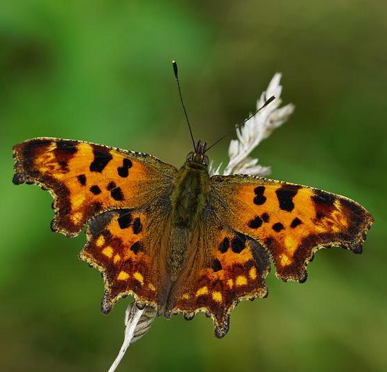 Comma