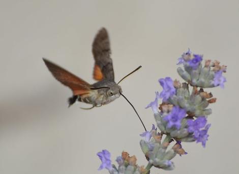 Hummingbird hawkmoth