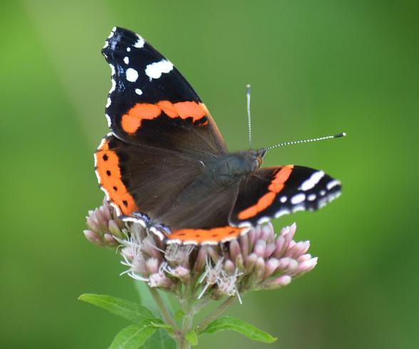 Red admiral