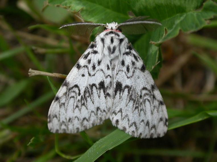 Black arches moth