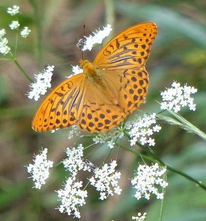 Silver-washed fritillary