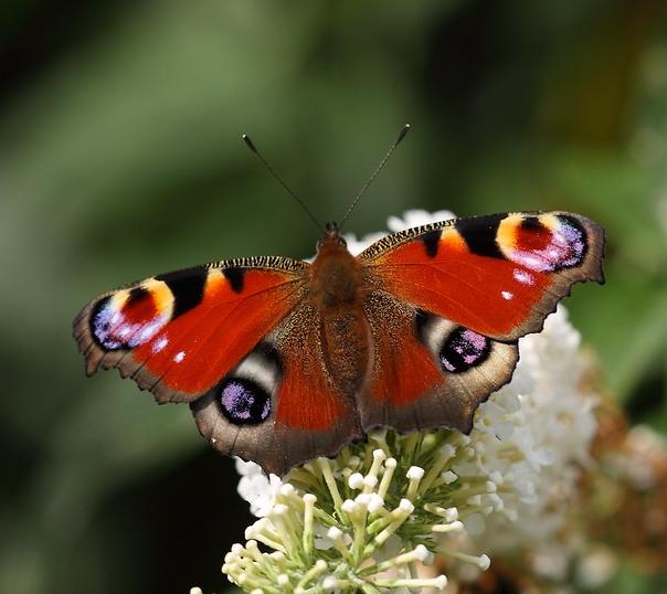 Peacock butterfly