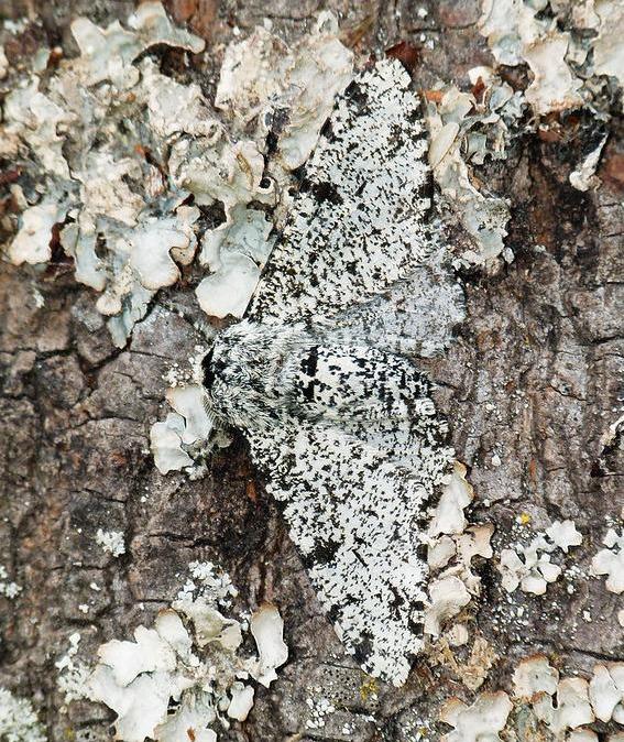 Peppered moth