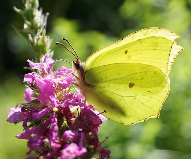 Brimstone