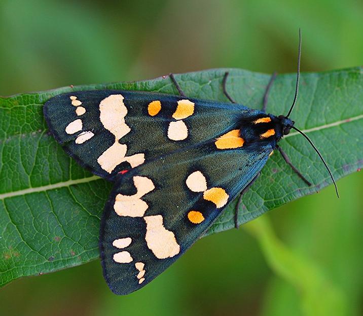 Scarlet tiger moth