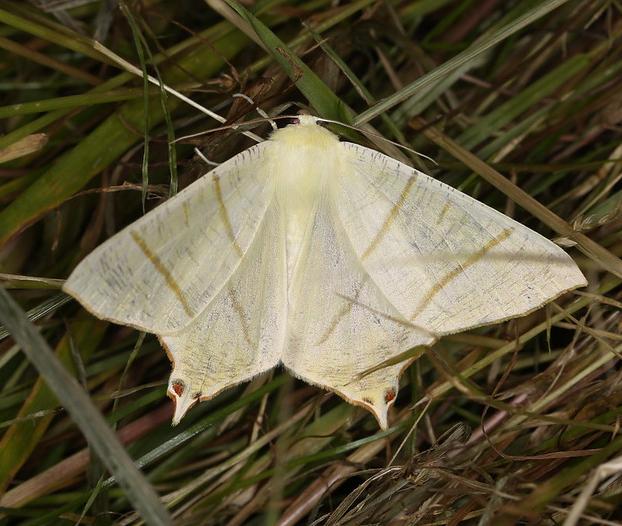 Swallow-tailed moth