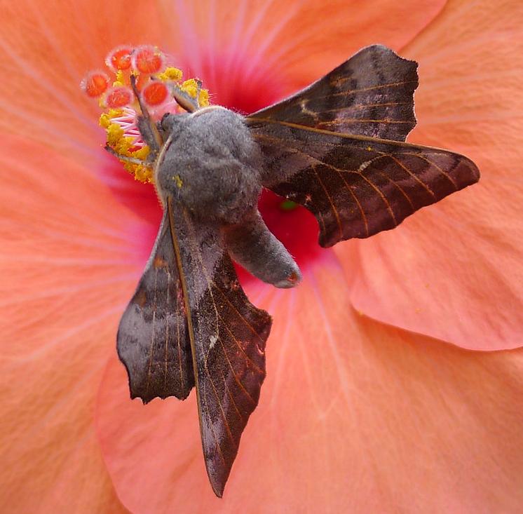 Poplar hawkmoth
