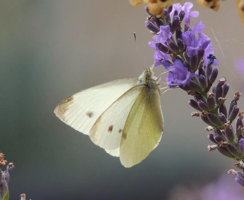 Small white