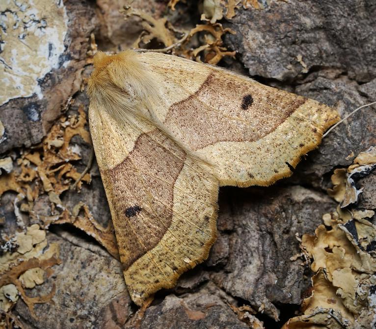 Scalloped oak