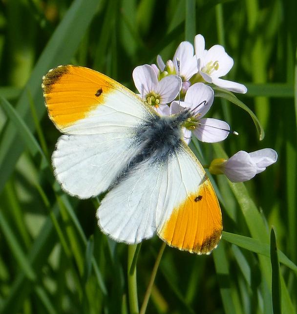 A male orange tip